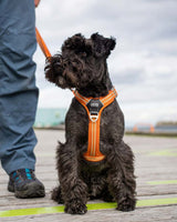 Dog wearing Comfort Walk Air Harness