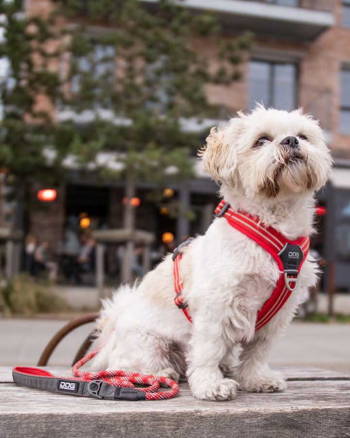 Small dog wearing Comfort Walk Air Harness