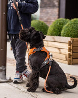Dog wearing Comfort Walk Pro Harness