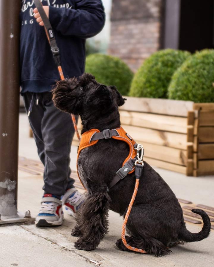 Dog wearing Comfort Walk Pro Harness